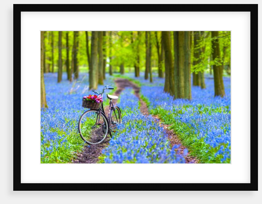 Bicycle in spring forest by Assaf Frank